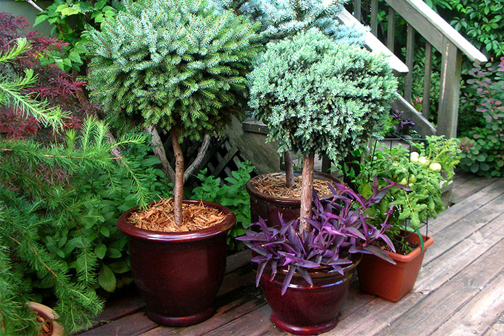tall potted plants