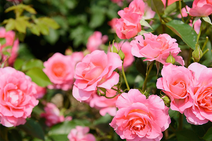 rose bush backyard feature