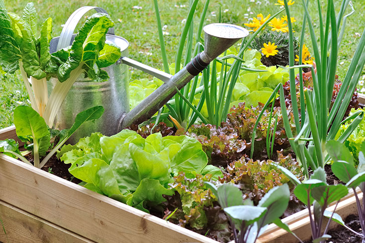 home grown vegetable garden