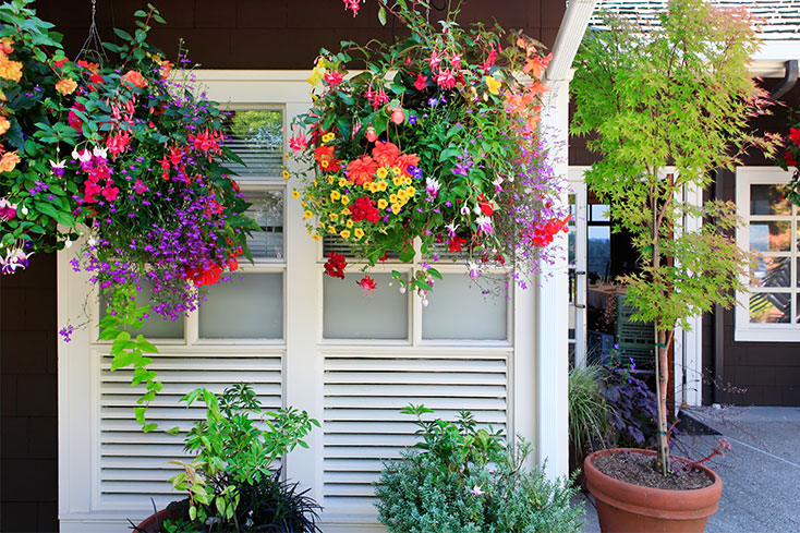 flowers in hanging baskets