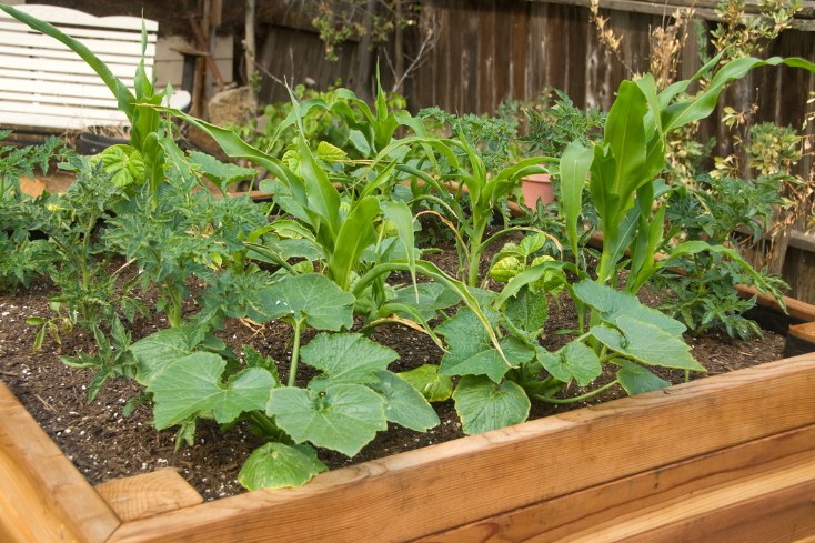 raised garden bed shown in a backyard makeover project